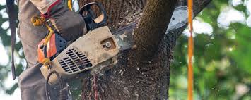 Why Choose Our Tree Removal Services in Ko Olina, HI?